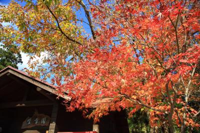 荻野運動公園の紅葉の写真