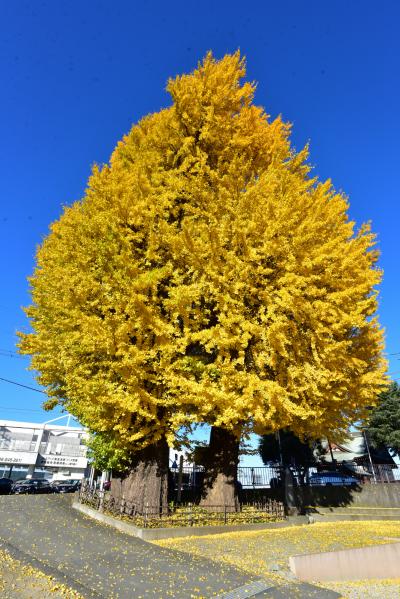 依知神社のイチョウの写真