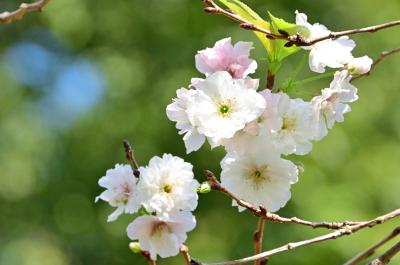 十月桜の写真