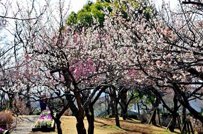 若宮公園のウメの写真