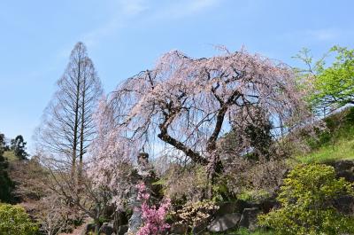 常昌院の桜の写真