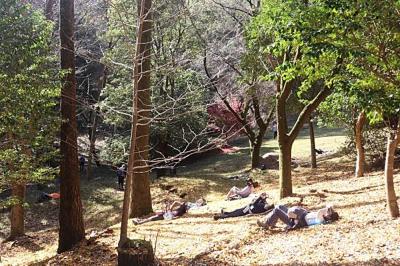 森林セラピーの写真