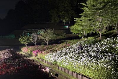 ライトアップ様子