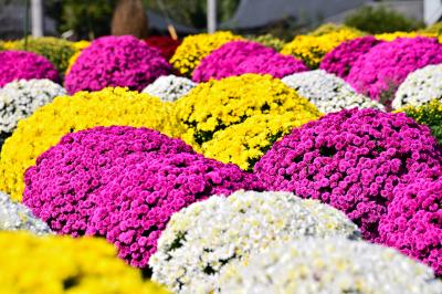 飯山花の里ザルギクの写真