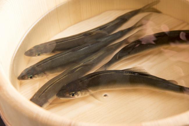 アユの写真