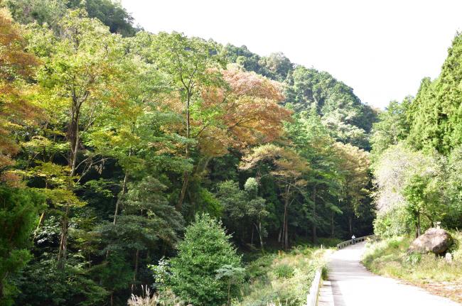 七沢二の足林道の写真