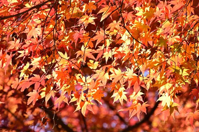 紅葉の森の紅葉2
