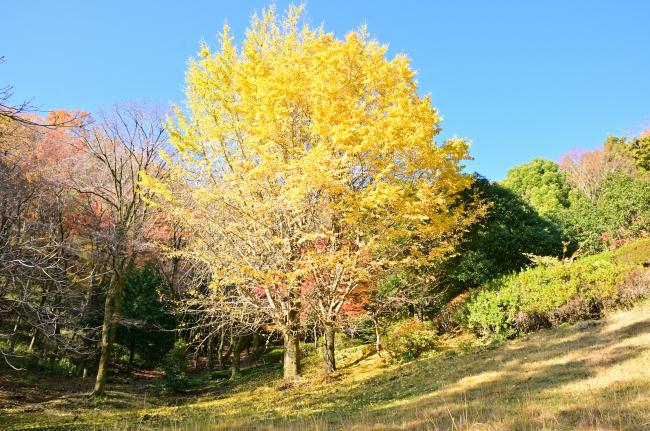 みんなの森のイチョウ