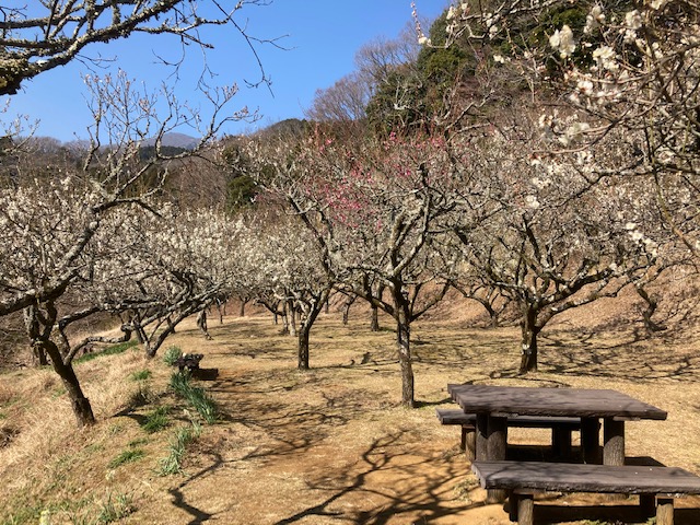 日向梅園