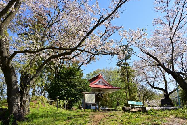 桜に囲まれた小町神社