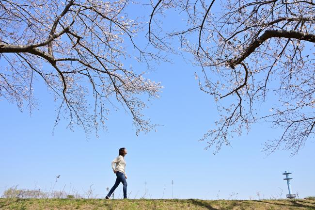 相模川三川合流点の桜の写真
