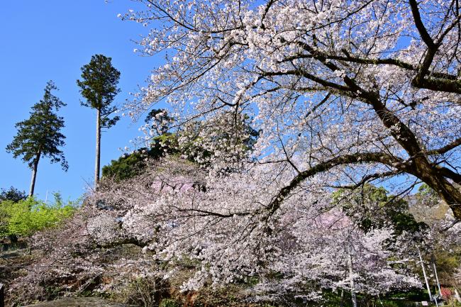 サクラ 飯山観音 飯山白山森林公園 厚木市観光協会 あつぎ観光なび