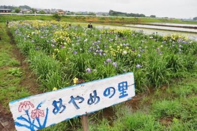 飯山あやめ祭り