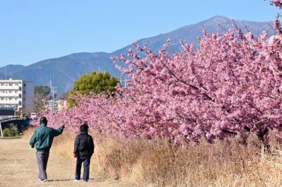 小鮎川土手のカワヅザクラの写真