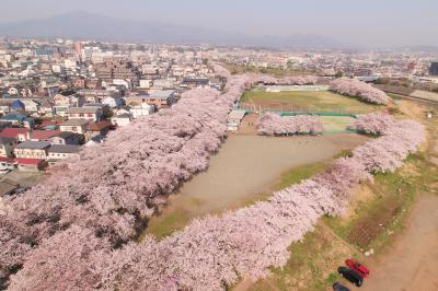 相模川三川合流点のサクラ